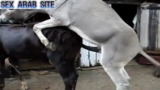 Little donkey having sex with a mare bigger than him